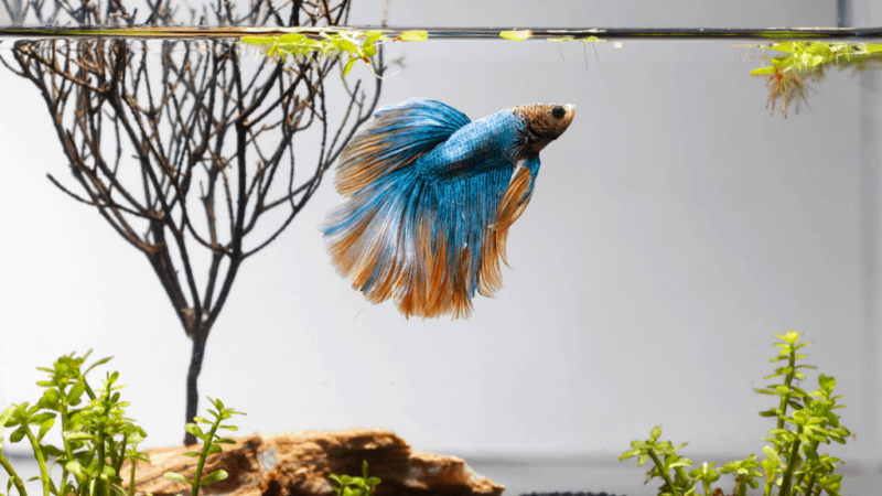 Minimum Tank Size for Betta Fish: What You Need to Know