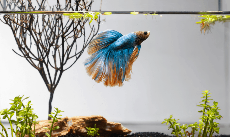 Minimum Tank Size for Betta Fish: What You Need to Know