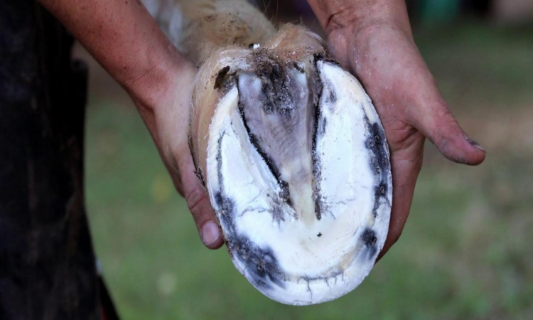 What Are The Early Signs Of Laminitis?