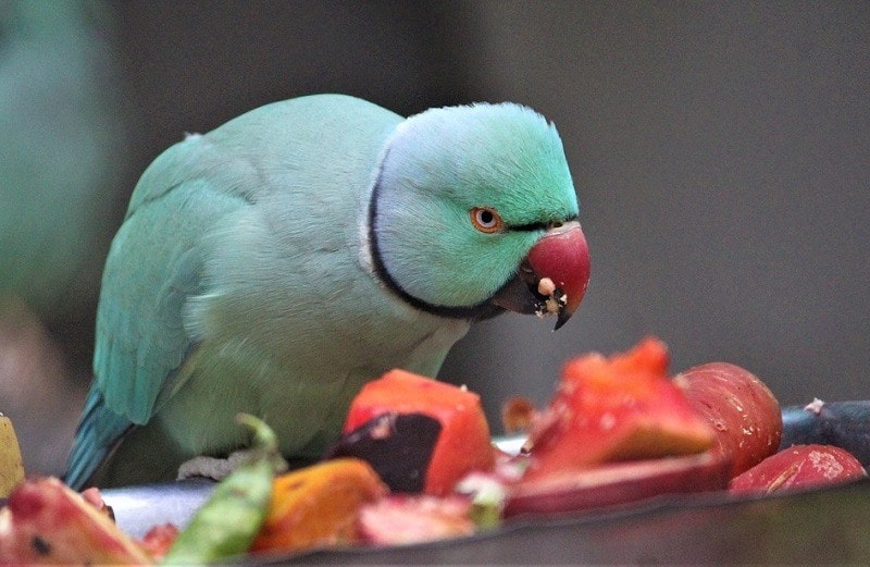 Can Parrots eat Pineapple